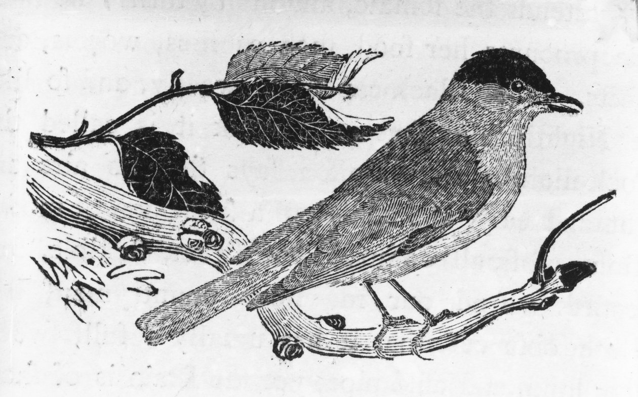 The Black-Cap, kuvitus Thomas Bewickin teoksesta "A History of British Birds", julkaistu ensimmäisen kerran 1797 tekijältä Thomas Bewick
