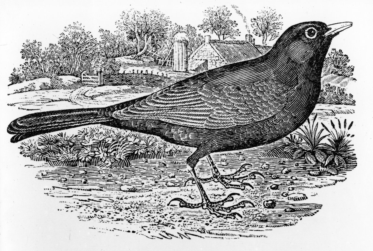 The Blackbird, kuvitus Thomas Bewickin teoksesta "A History of British Birds", julkaistu ensimmäisen kerran 1797 tekijältä Thomas Bewick