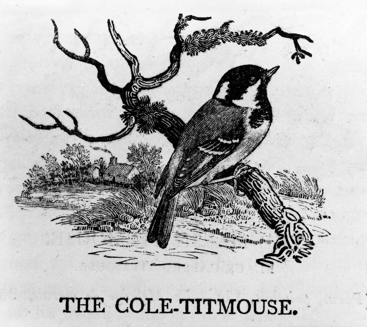 Cole-titmouse, kuvitus Thomas Bewickin teoksesta The History of British Birds, julkaistu ensimmäisen kerran 1797. tekijältä Thomas Bewick
