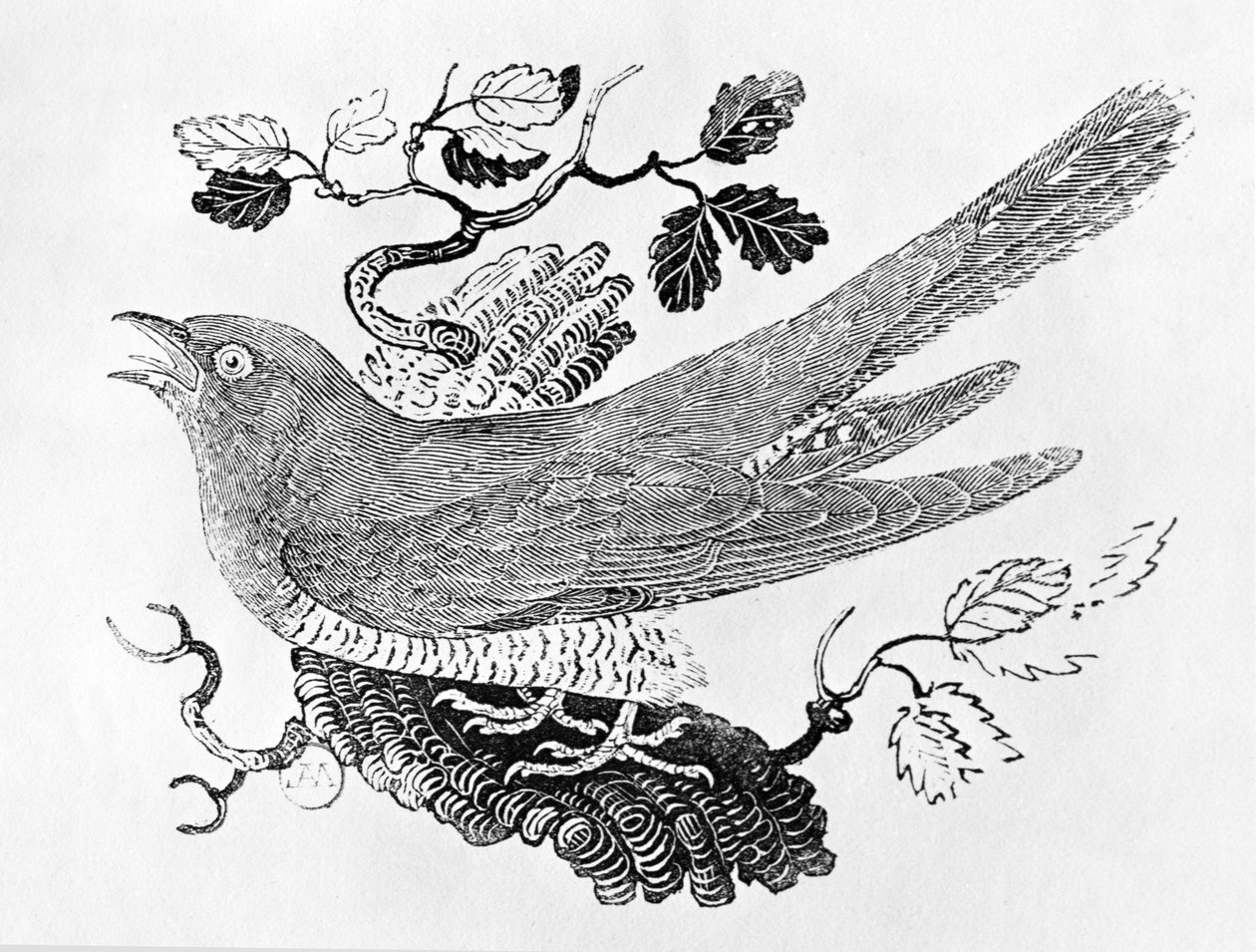 Käki (Cuculus canorus) Brittiläisten lintujen historiasta, osa I, pub. 1797 (puukaiverrus) tekijältä Thomas Bewick