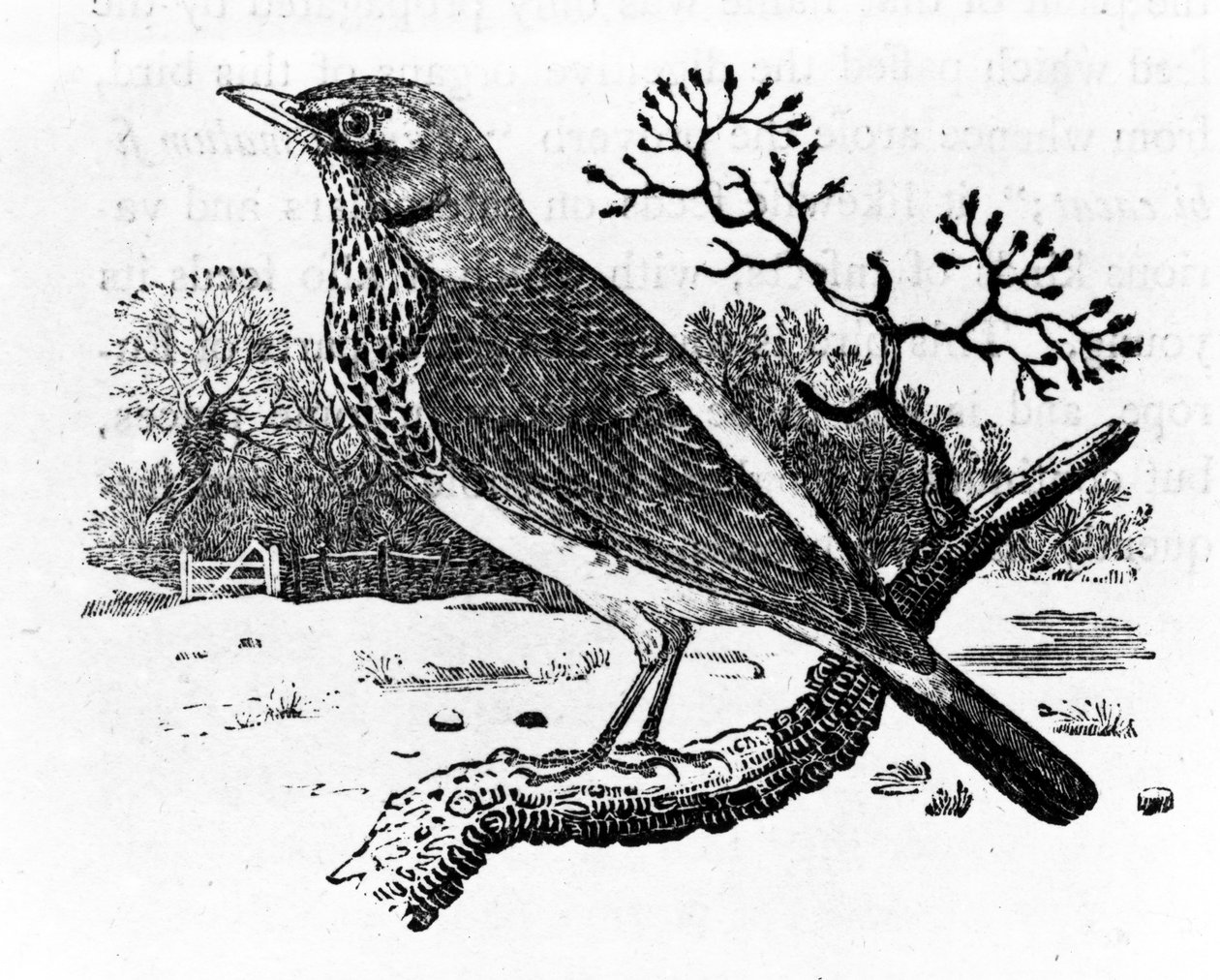 The Fieldfare, kuvitus Thomas Bewickin teoksesta "A History of British Birds", julkaistu ensimmäisen kerran 1797 (puupiirros) tekijältä Thomas Bewick