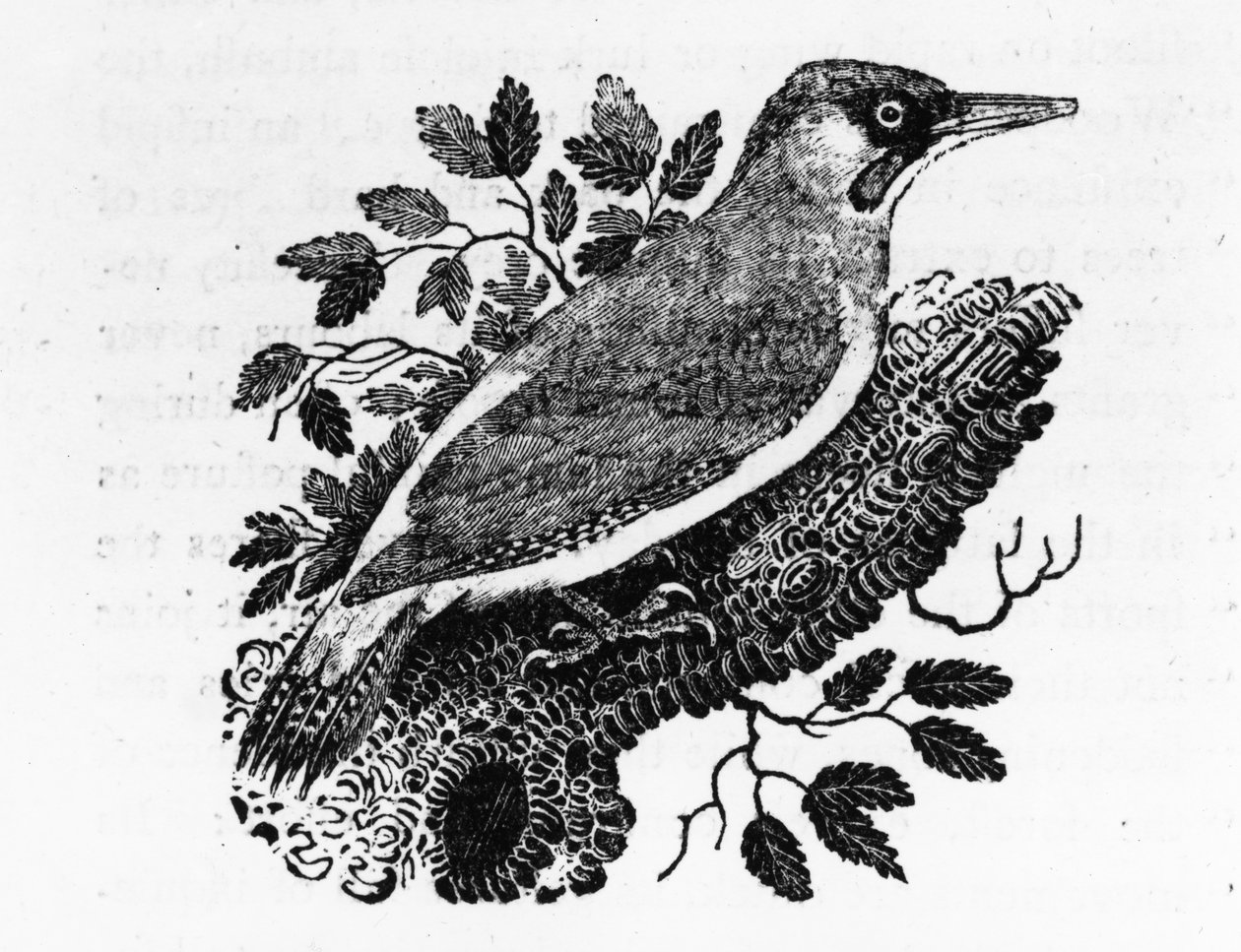 Vihreä puukiipijä, kuva Thomas Bewickin teoksesta "A History of British Birds", ensijulkaisu 1797. tekijältä Thomas Bewick