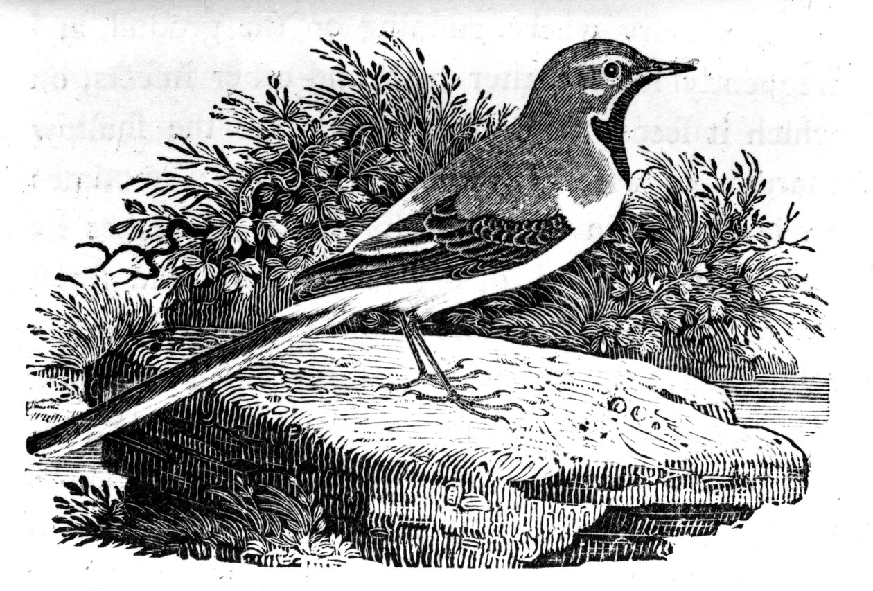 The Gray Wagtail, kuvitus Thomas Bewickin teoksesta "A History of British Birds", julkaistu ensimmäisen kerran 1797 tekijältä Thomas Bewick