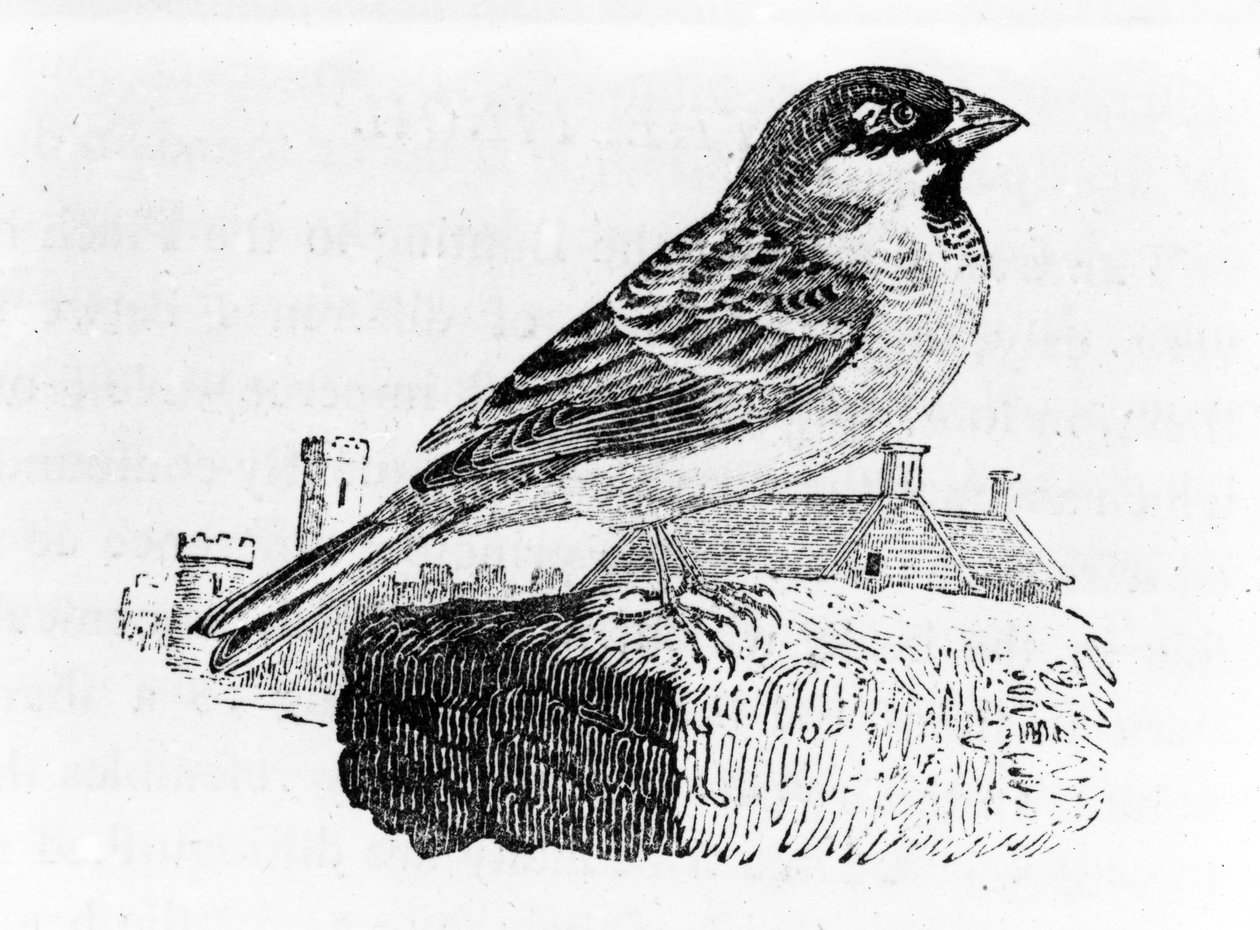 The House Sparrow, kuvitus Thomas Bewickin teoksesta "A History of British Birds", julkaistu ensimmäisen kerran 1797 tekijältä Thomas Bewick