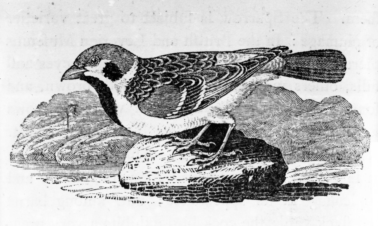 The Mountain Sparrow, kuvitus Thomas Bewickin kirjasta "A History of Birds", julkaistu ensimmäisen kerran 1797 tekijältä Thomas Bewick