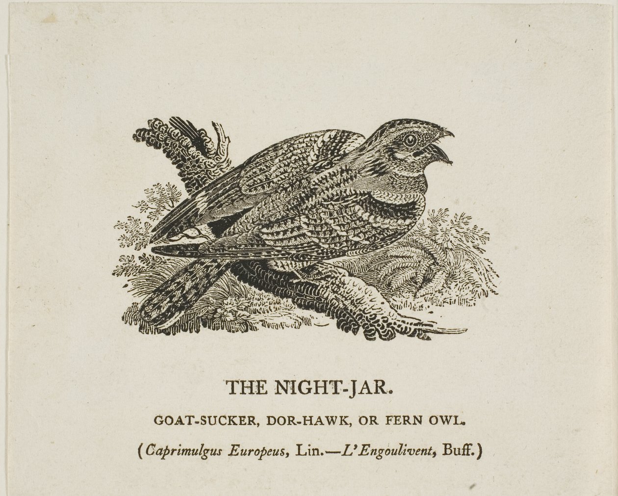Yöpurkki tekijältä Thomas Bewick