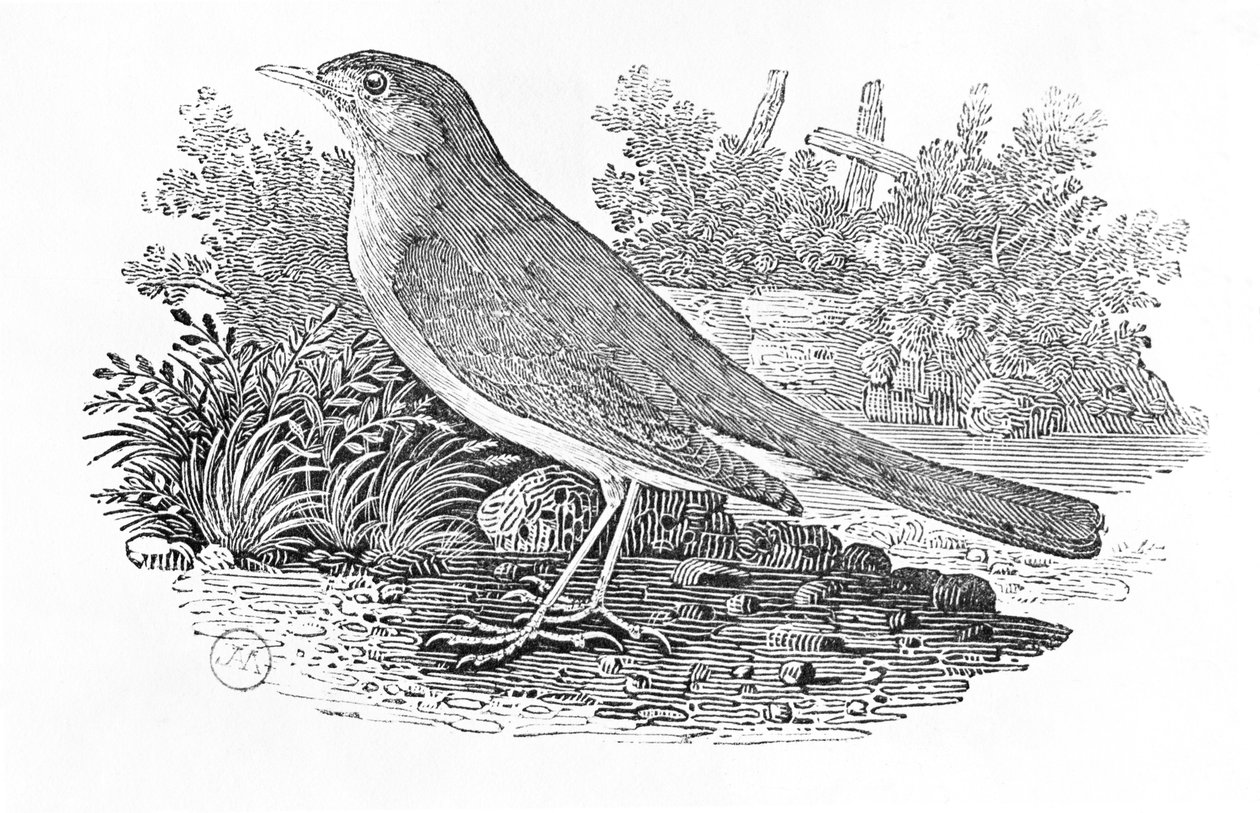 The Nightingale (Luscinia megarhynchos) Brittiläisten lintujen historiasta, osa I, pub. 1797 (puukaiverrus) tekijältä Thomas Bewick