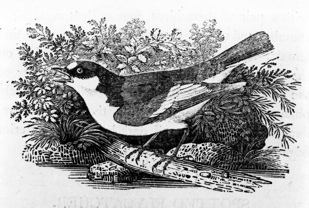 Pied Flycatcher, kuvitus Thomas Bewickin teoksesta "A History of British Birds", julkaistu ensimmäisen kerran 1797 tekijältä Thomas Bewick