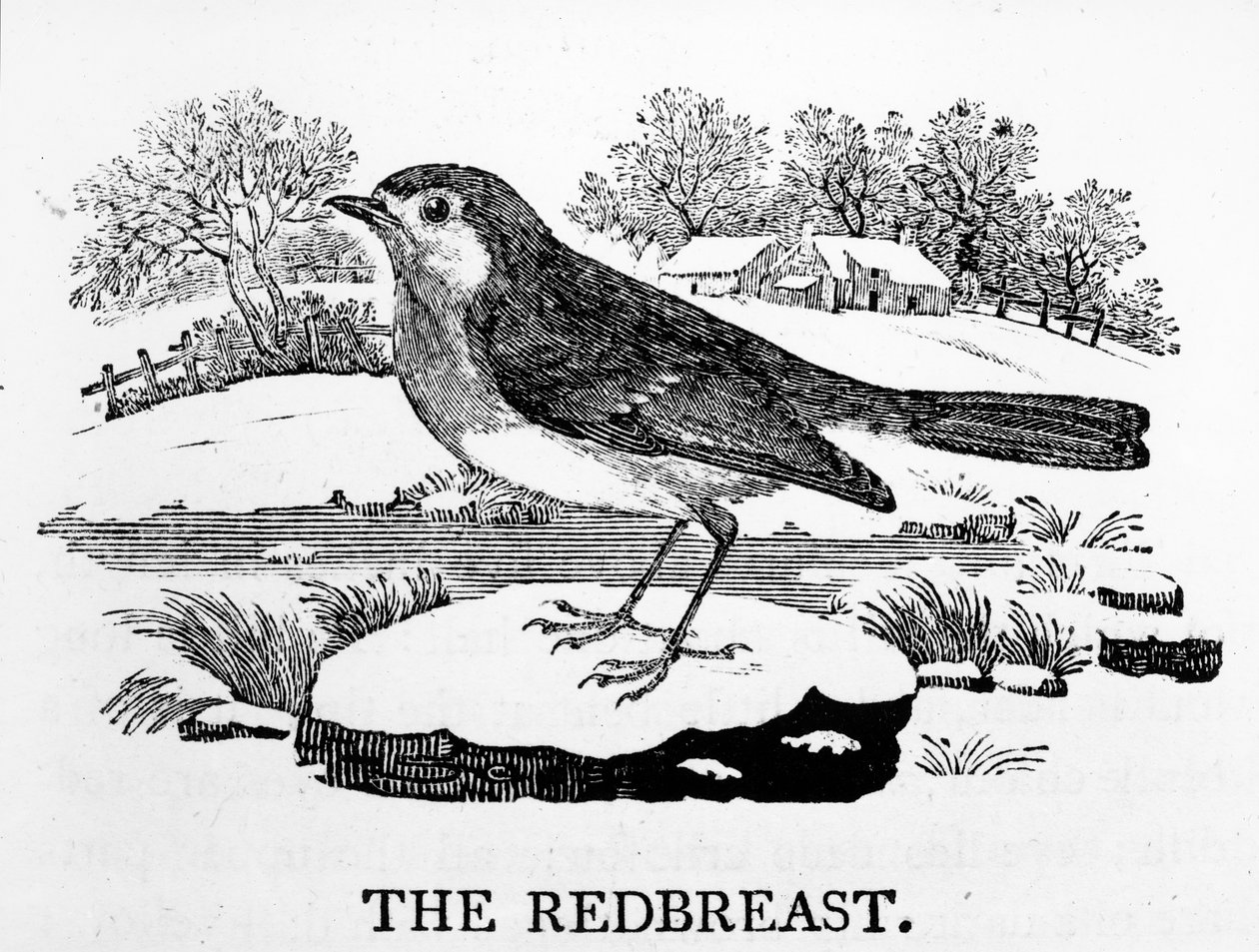The Redbreast, kuvitus Thomas Bewickin teoksesta "The History of British Birds", julkaistu ensimmäisen kerran 1797 tekijältä Thomas Bewick