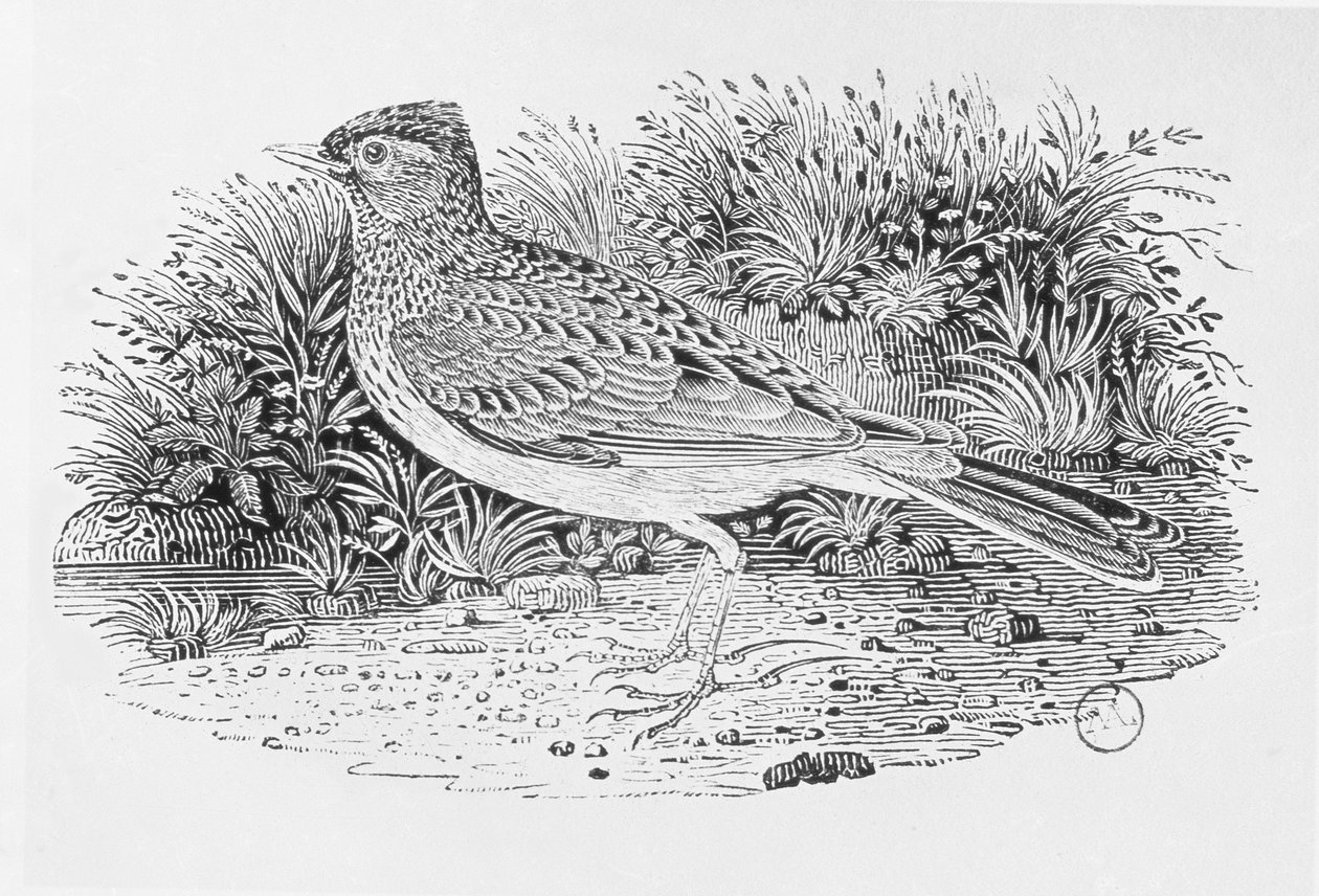 The Skylark (Alauda arvensis) 