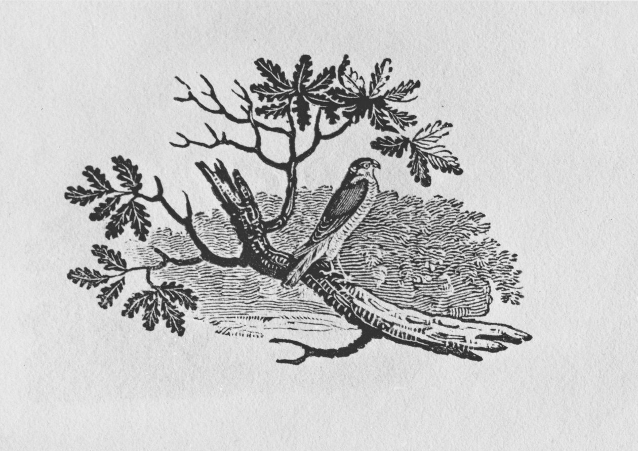 Sparrowhawk (Accipiter nisus) Brittiläisten lintujen historiasta, osa I, pub. 1797 (puukaiverrus) tekijältä Thomas Bewick