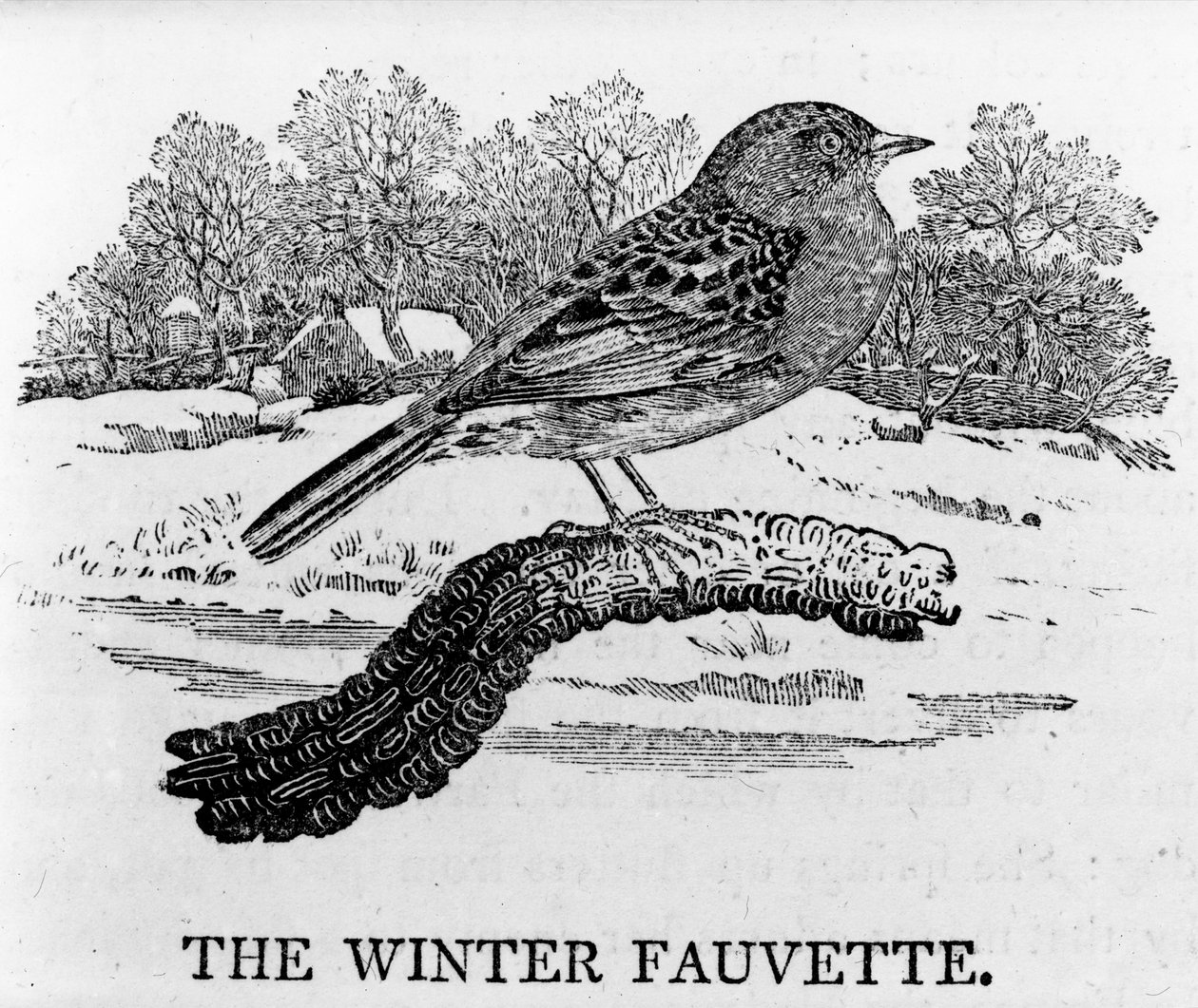 The Winter Fauvette, kuvitus Thomas Bewickin teoksesta "The History of British Birds", julkaistu ensimmäisen kerran 1797 tekijältä Thomas Bewick