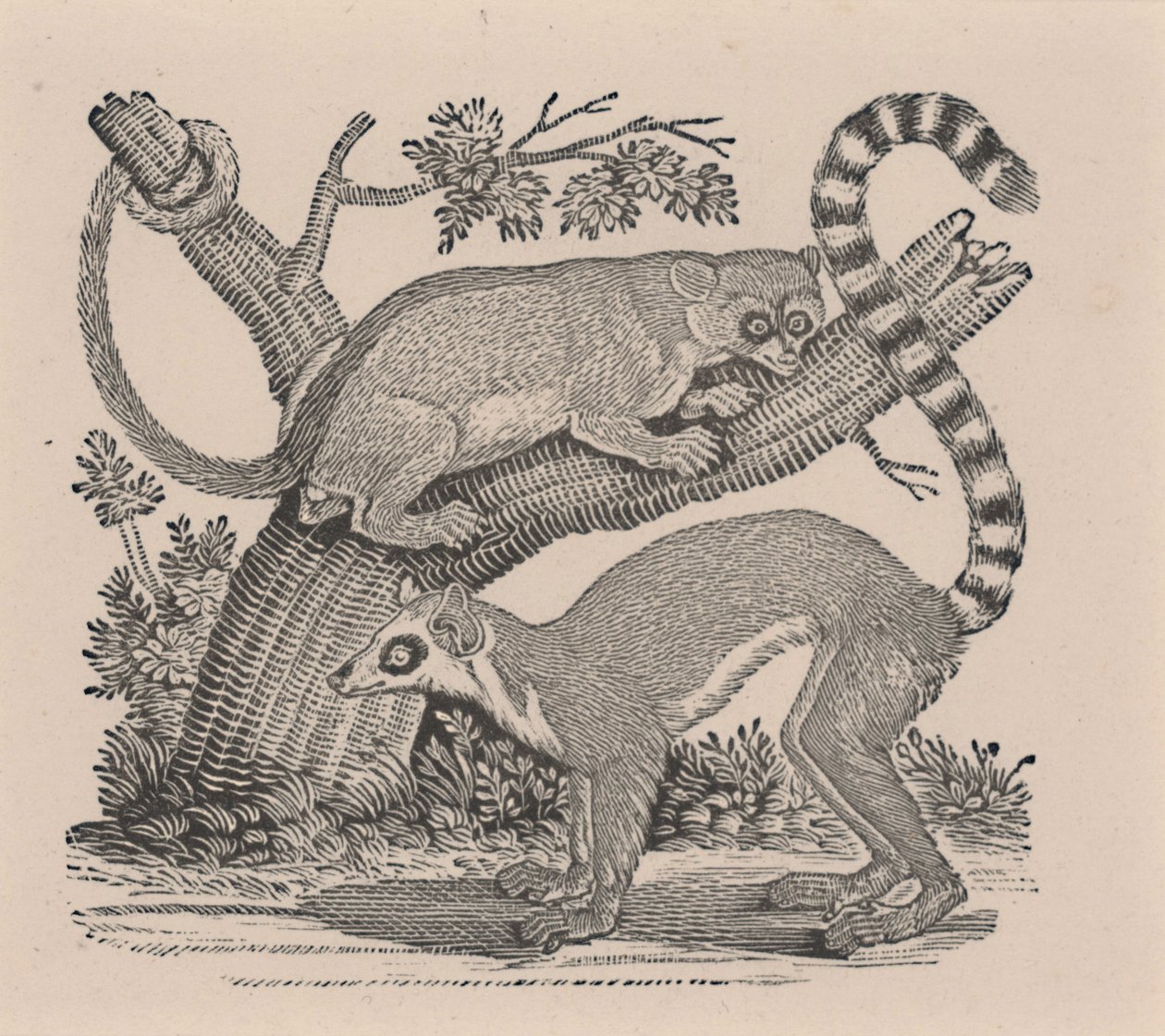 Kaksi lemuria, "General History of Quadrupeds" tekijältä Thomas Bewick