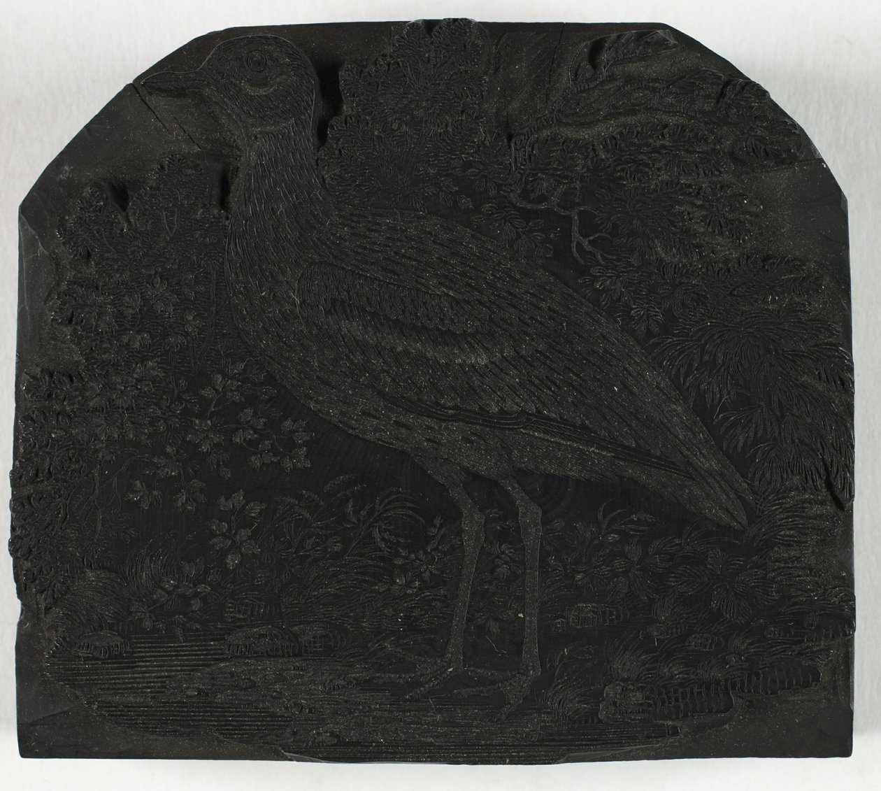 Puupalikka The Great Ploverille, kirjasta A History of British Birds tekijältä Thomas Bewick