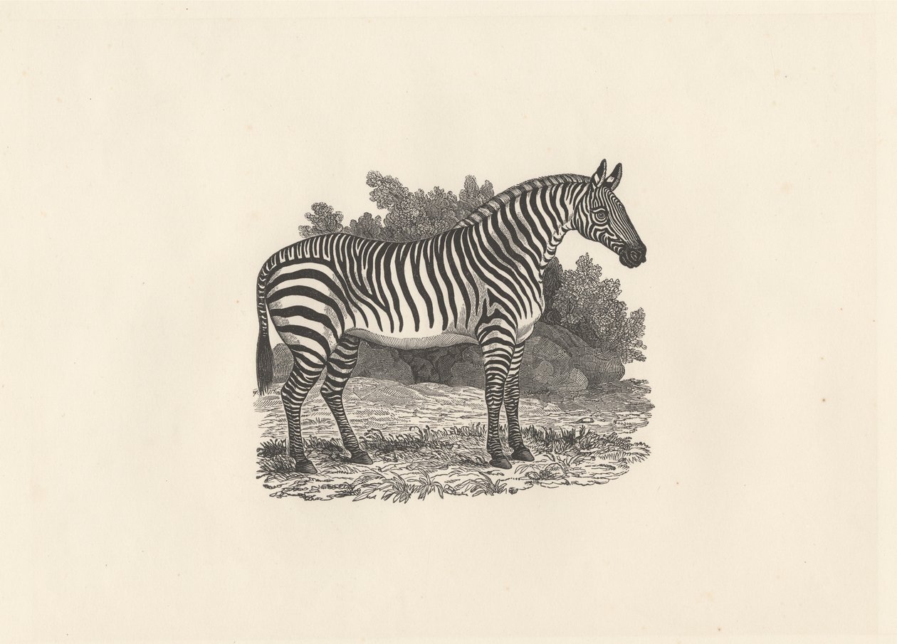 Seepra tekijältä Thomas Bewick