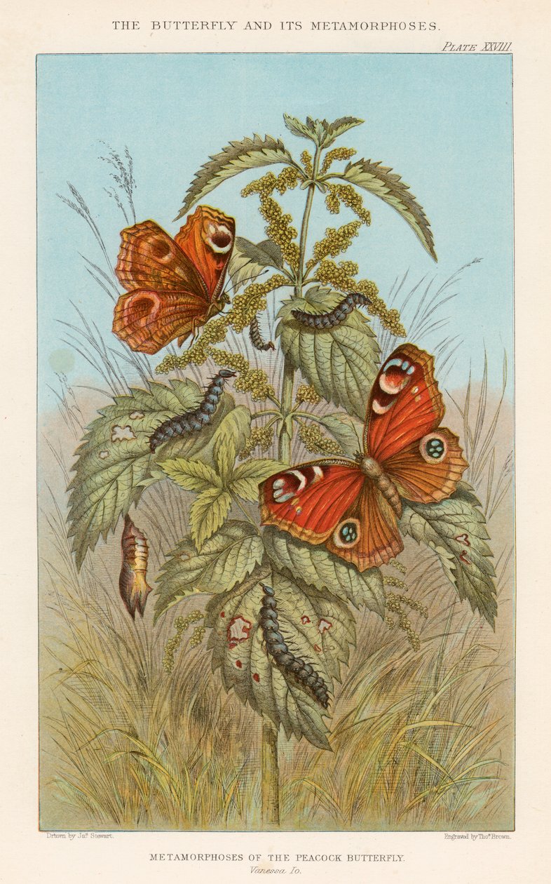 Peacock-perhosen metamorfoosit, 1888 tekijältä Thomas Brown