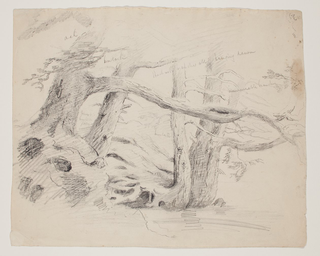 Tammi- ja Hemlock-puut (kynä paperille) tekijältä Thomas Cole