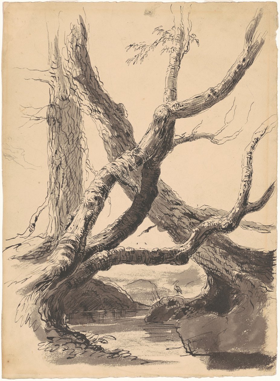 Puunrungot tekijältä Thomas Cole