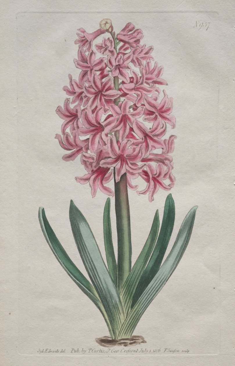 Kasvitieteellinen aikakauslehti tai kukkapuutarha Esitetty: Puutarhahyasintti, 1806. tekijältä Thomas Curtis