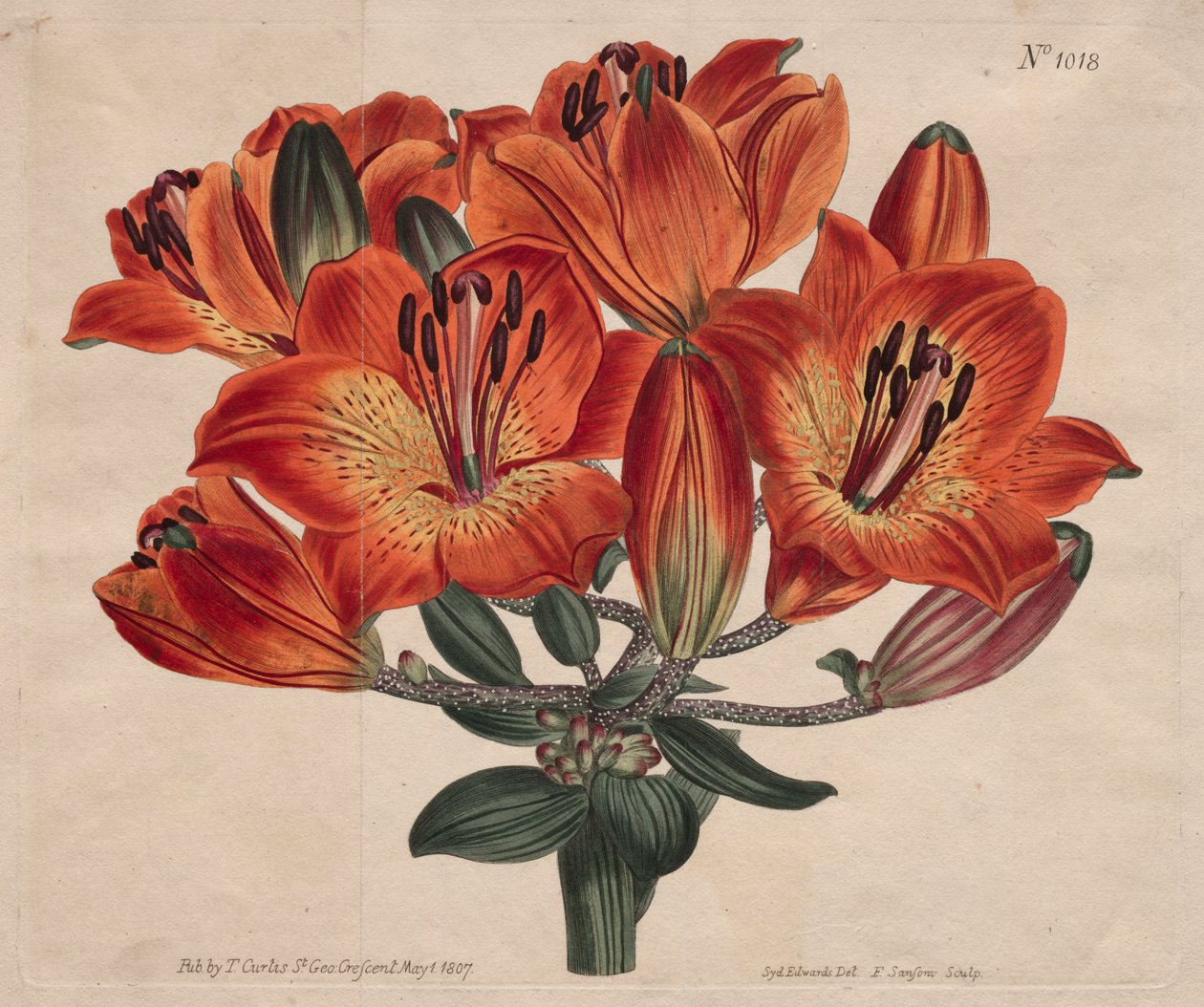 Kasvitieteellinen aikakauslehti tai kukkapuutarha esillä: Sateenvarjo-kukkiva sipuli-Bearing Orange-Lily tekijältä Thomas Curtis