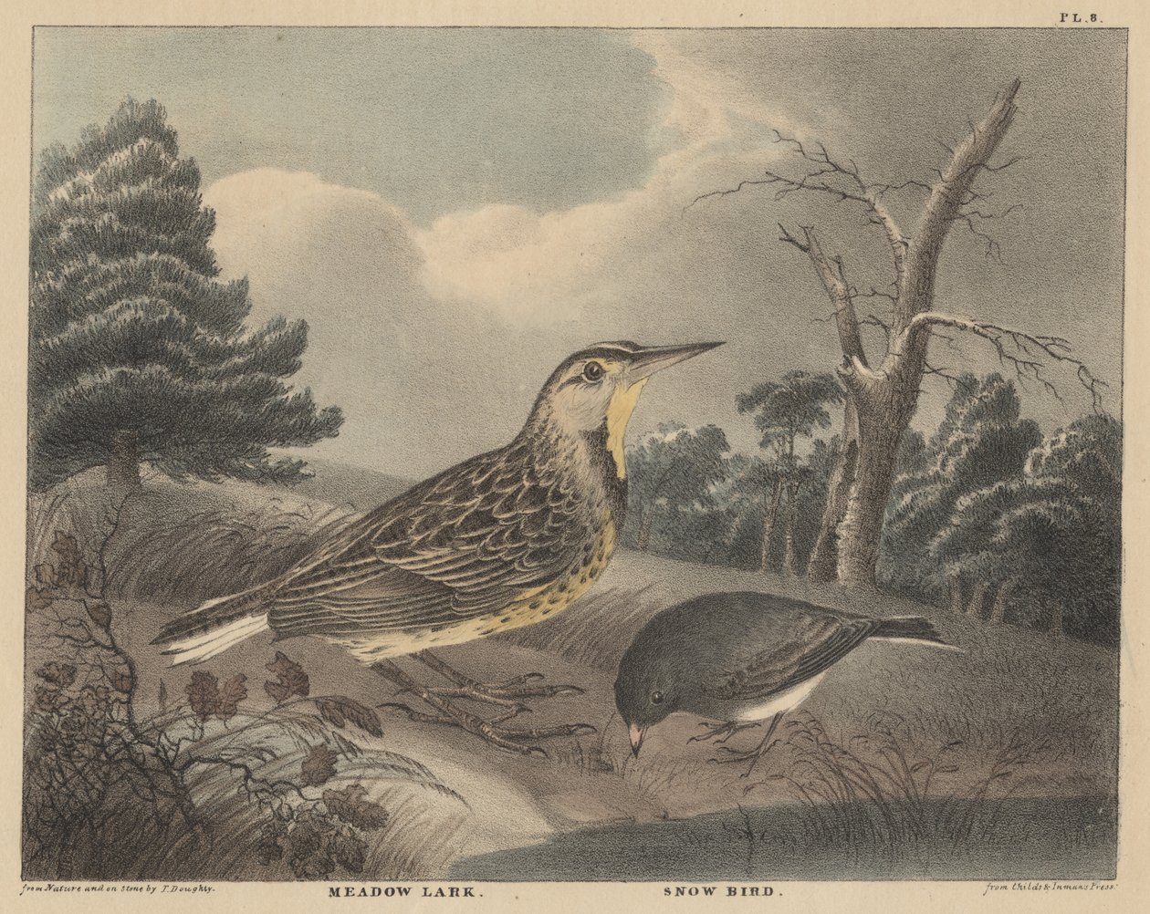 Meadow Lark and Snow Bird, julkaisusta "Doughty