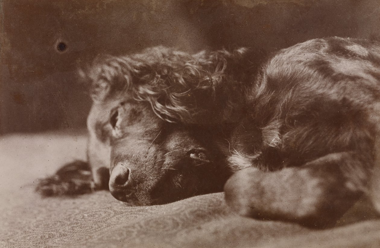 Boyce, setterikoiran muotokuva tekijältä Thomas Eakins