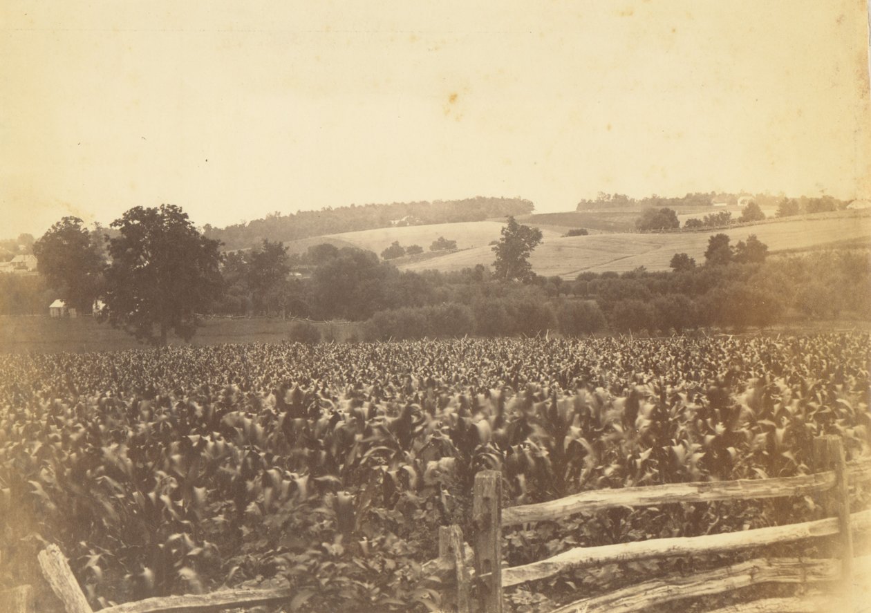 [Cornfield, Avondale, PA] tekijältä Thomas Eakins