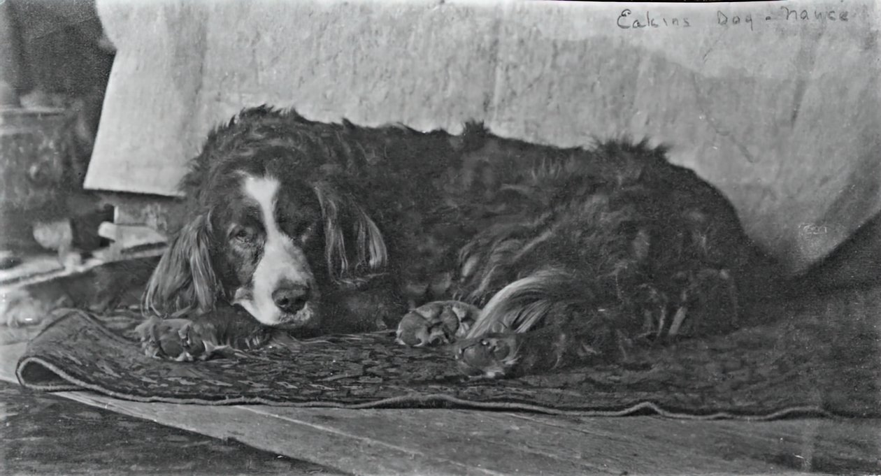 Eakinsin koira Harry, c. 1880-1890. tekijältä Thomas Eakins
