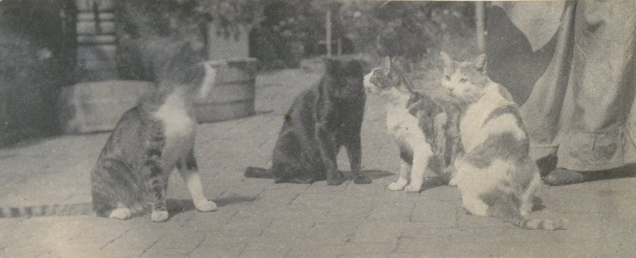 Neljä kissaa, n. 1895. tekijältä Thomas Eakins