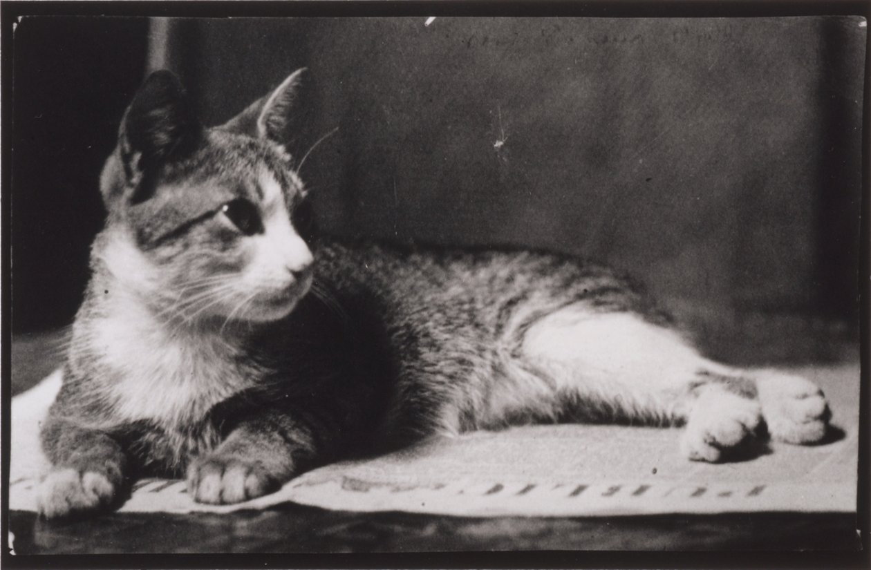 Rouva Thomas Eakinsin kissa tekijältä Thomas Eakins