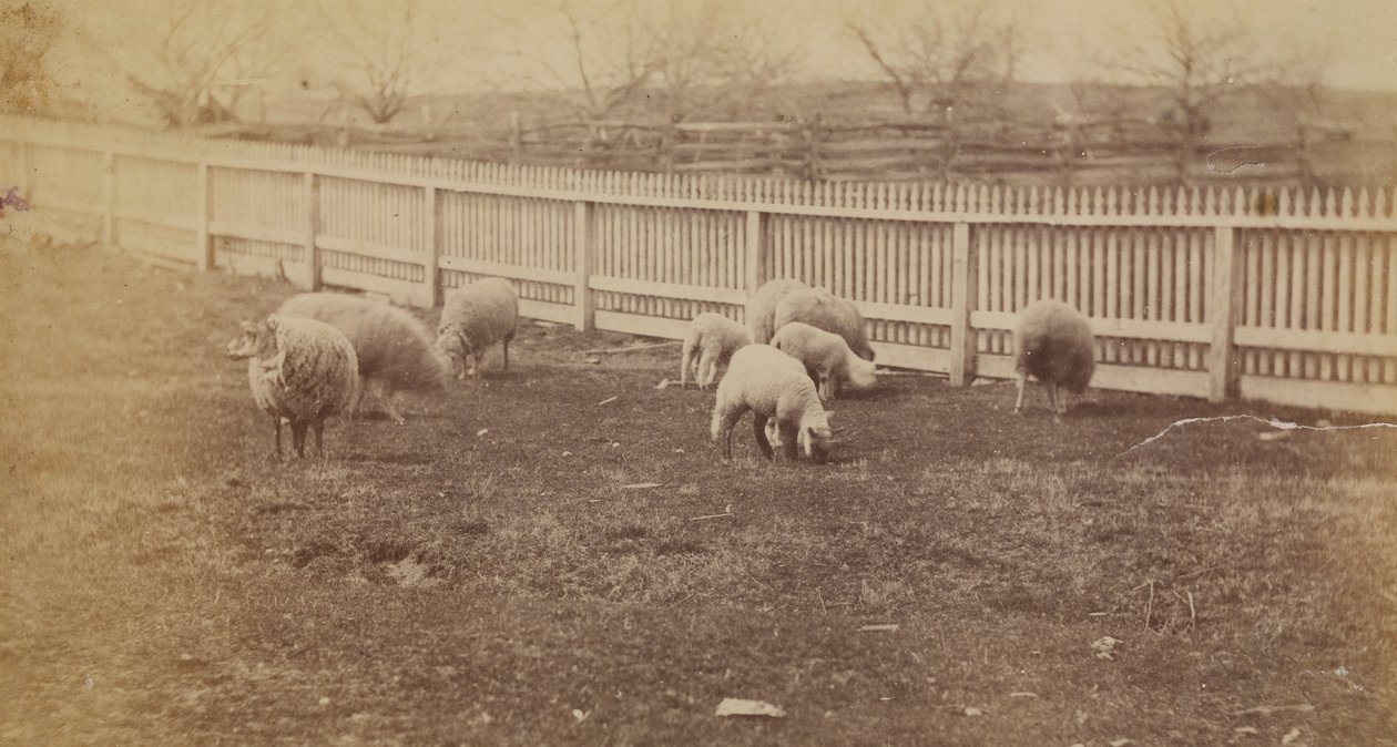 [Lampaat laitumella Avondalen maatilalla, PA] tekijältä Thomas Eakins