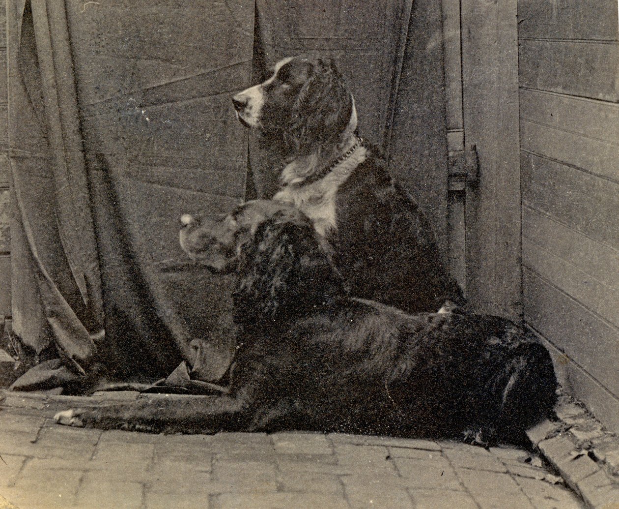 Thomas Eakinsin koirat, 1884 tekijältä Thomas Eakins