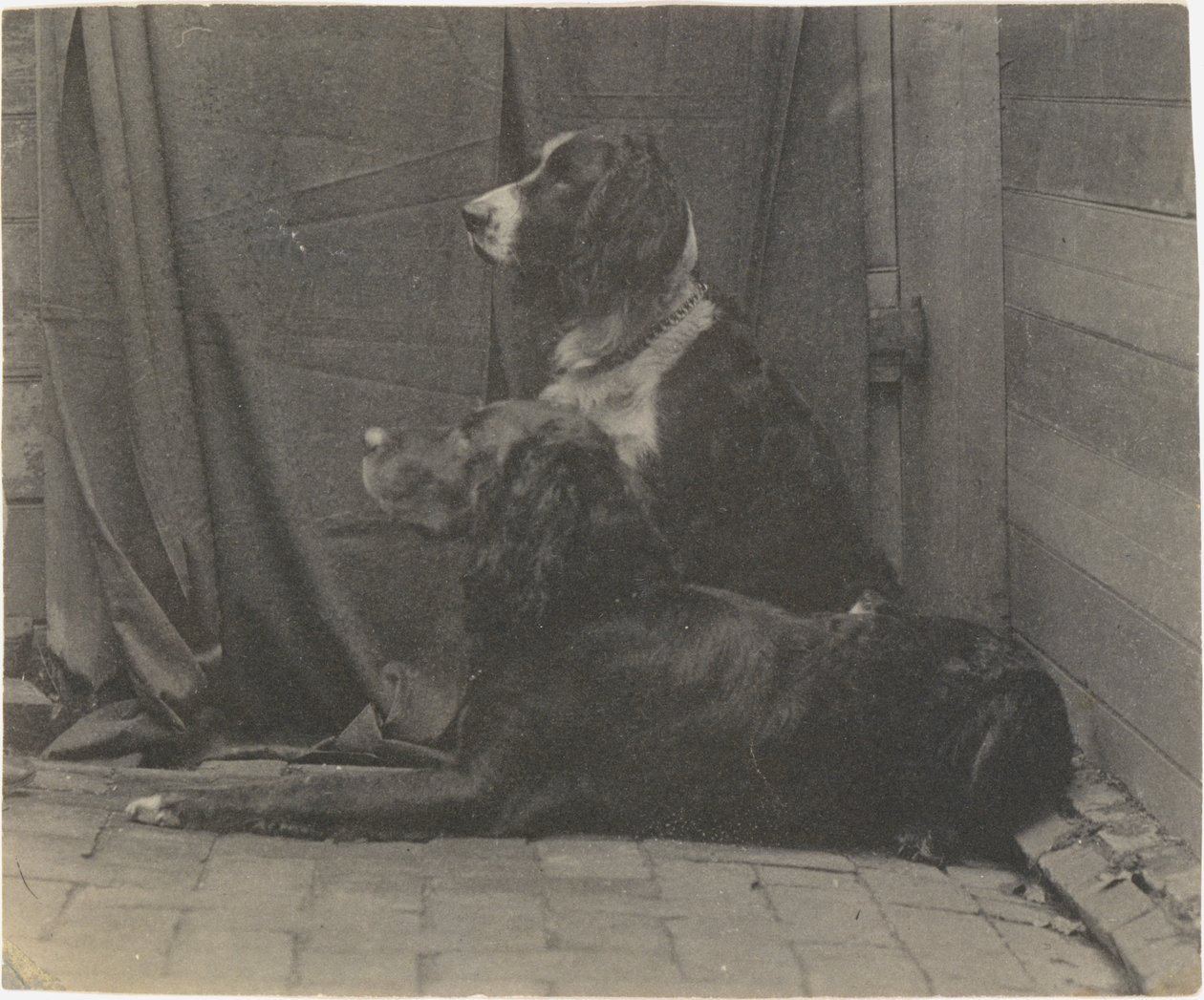 [Thomas Eakinsin koira Harry ja toinen setteri], 1880-luku, 1880-luku. tekijältä Thomas Eakins