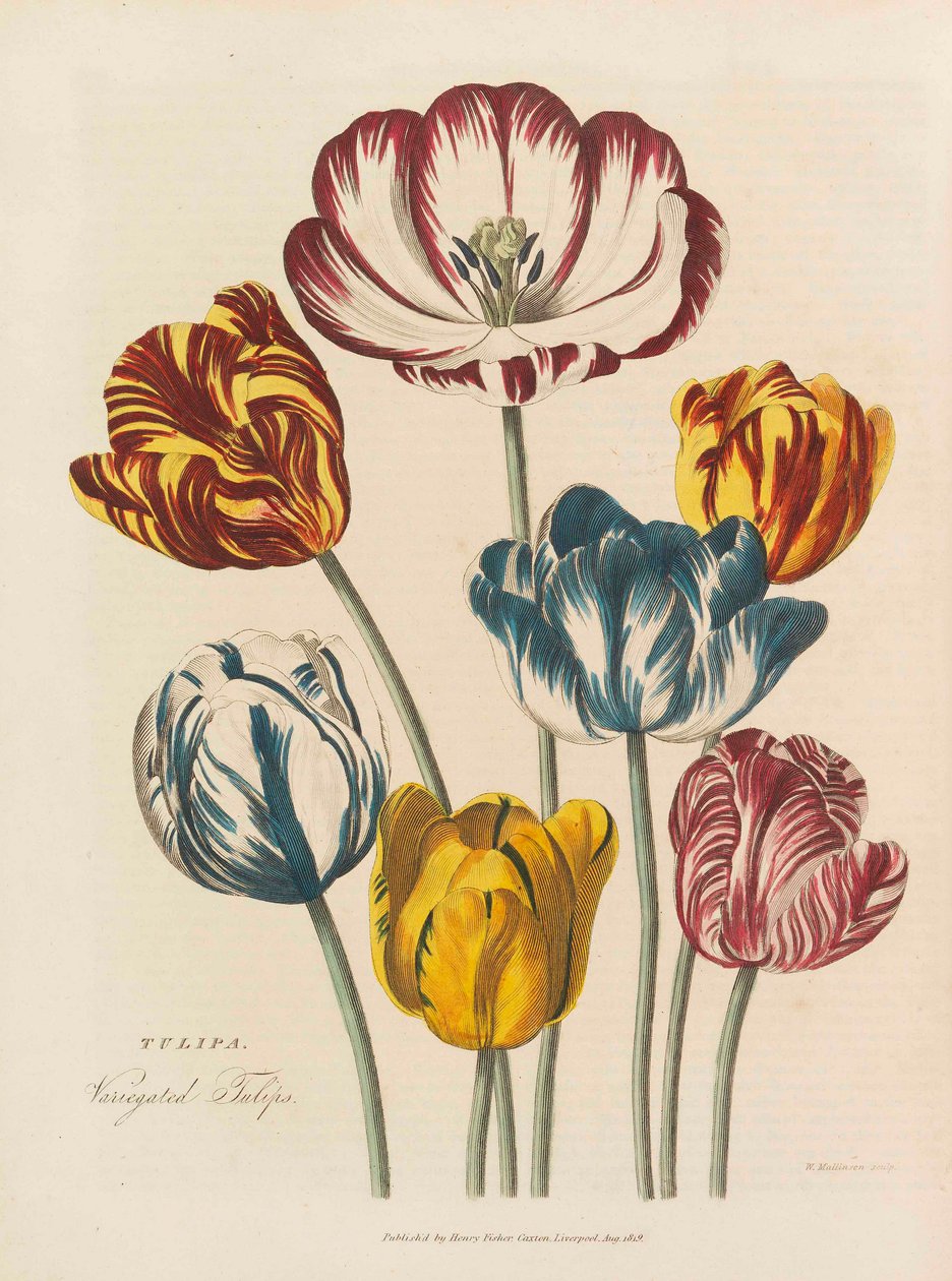 Universaali yrtti, 1824. tekijältä Thomas Green