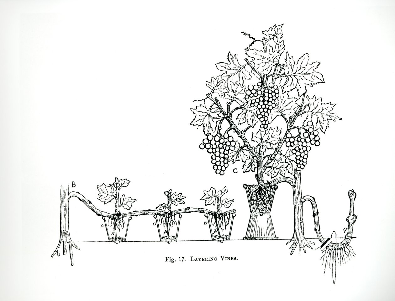 Layering viiniköynnöksiä, Thomas Mawsonin teoksesta "The Art and Craft of Garden Making", julkaistu 1900 (kaiverrus) (m/v kuva) tekijältä Thomas Hayton Mawson