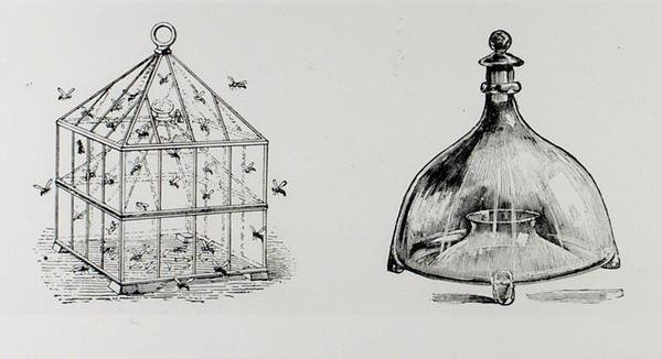 Ampiaisten ja kärpästen ansoja, Thomas Mawsonin teoksesta "The Art and Craft of Garden Making", julkaistu 1900 (kaiverrus) (m/v kuva) tekijältä Thomas Hayton Mawson