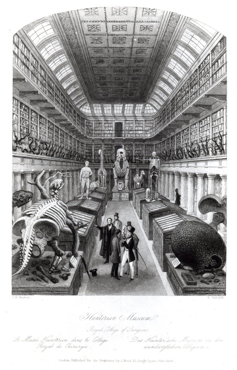 Ang Hunterian Museum, ilustrasyon sa 