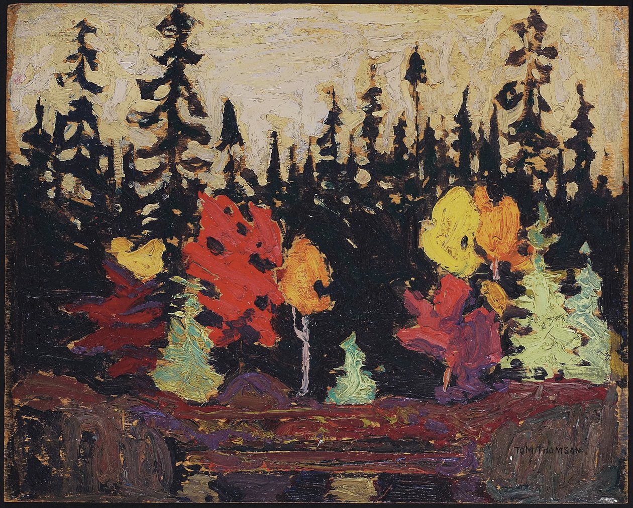 Musta kuusi ja vaahtera, 1915 (öljy puulevylle) tekijältä Tom Thomson