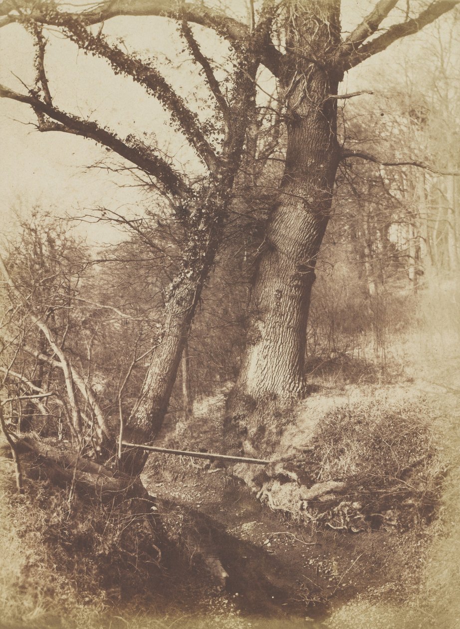 Puut, 1854-57. tekijältä Thomas Keith