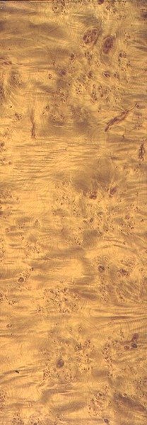 American Cottonwood, n. 1851–1862 (liuskekiveen rakeisuus) tekijältä Thomas Kershaw