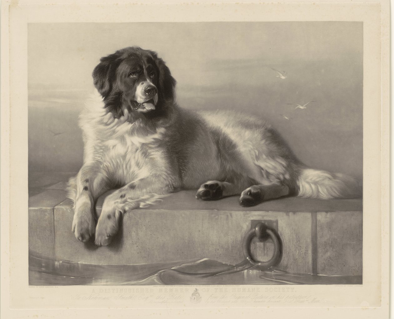 Muotokuva pelastuskoira Bobista makaamassa laiturilla Humane Societyn arvostettu jäsen (otsikko esineessä) tekijältä Thomas Landseer