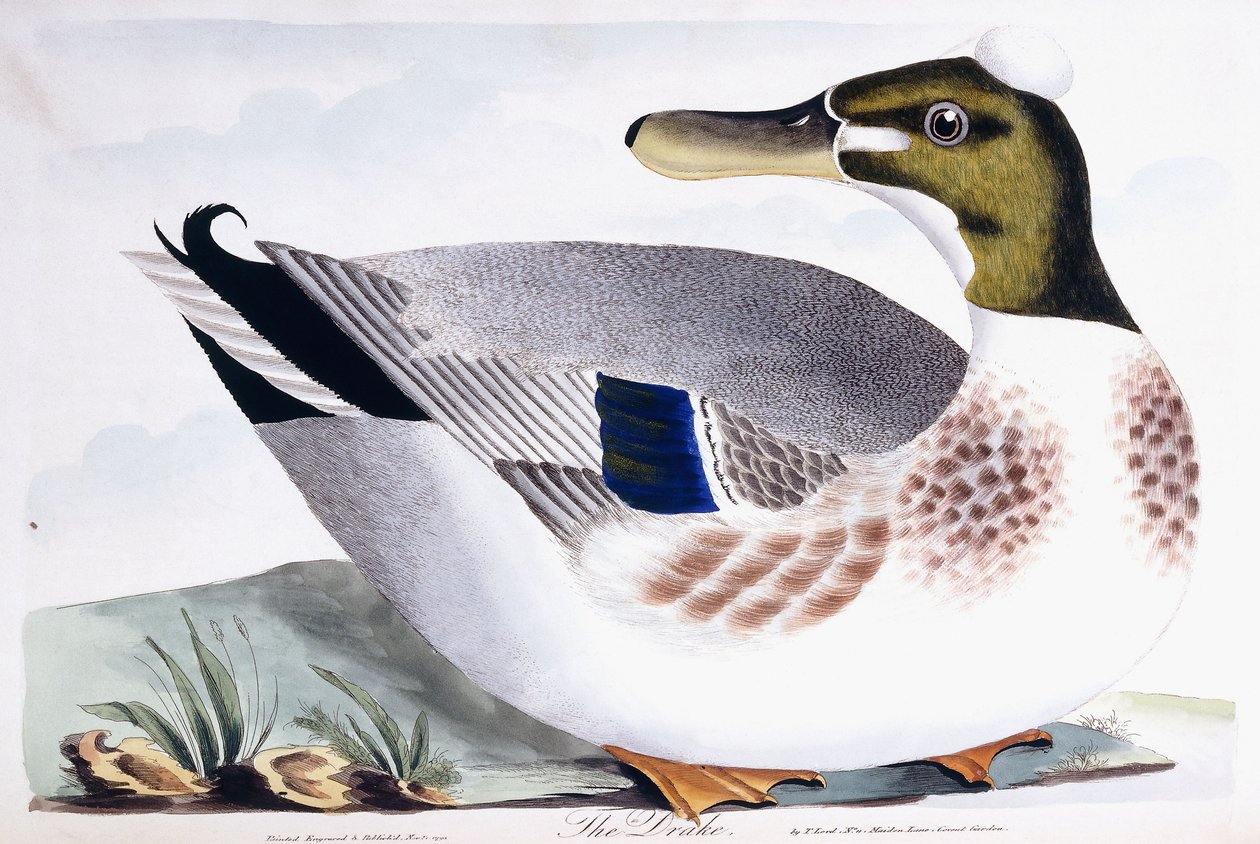 The Drake, 1791-96 tekijältä Thomas Lord