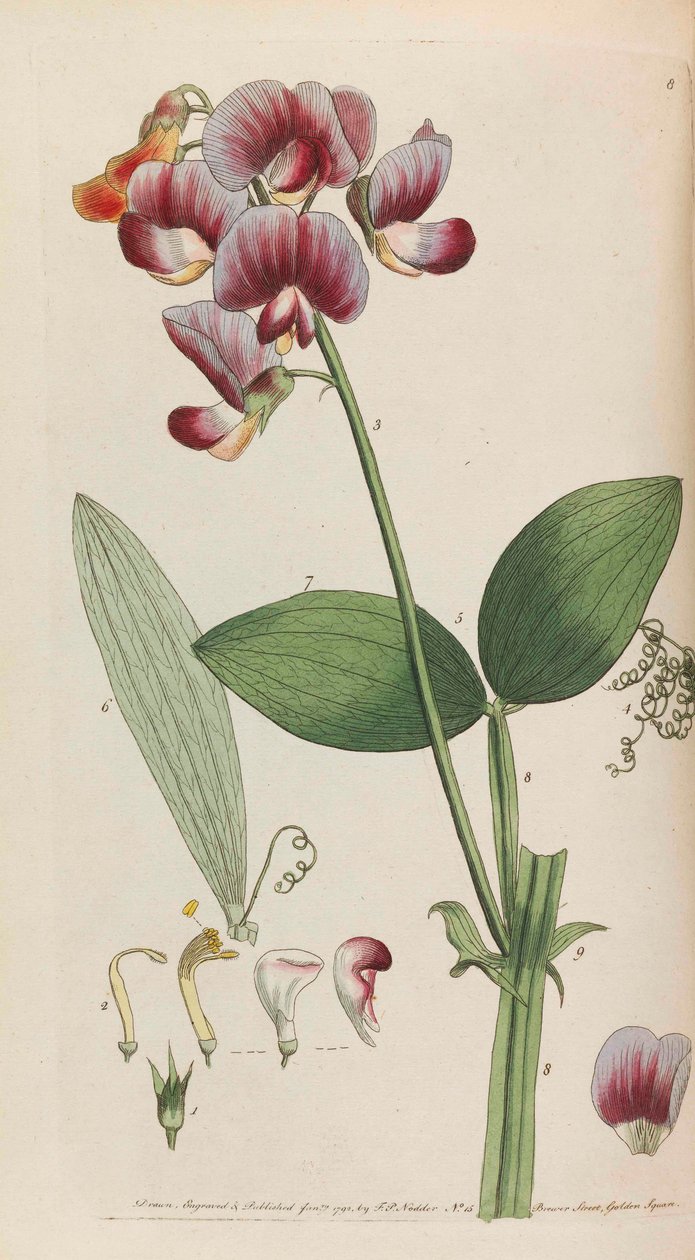 Maalaismainen kasvisto, 1792. tekijältä Thomas Martyn
