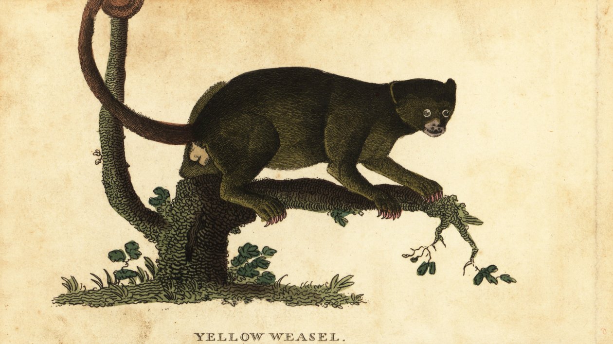 Kinkajou, Potos flavus. ,1800 (kaiverrus) tekijältä Thomas Pennant