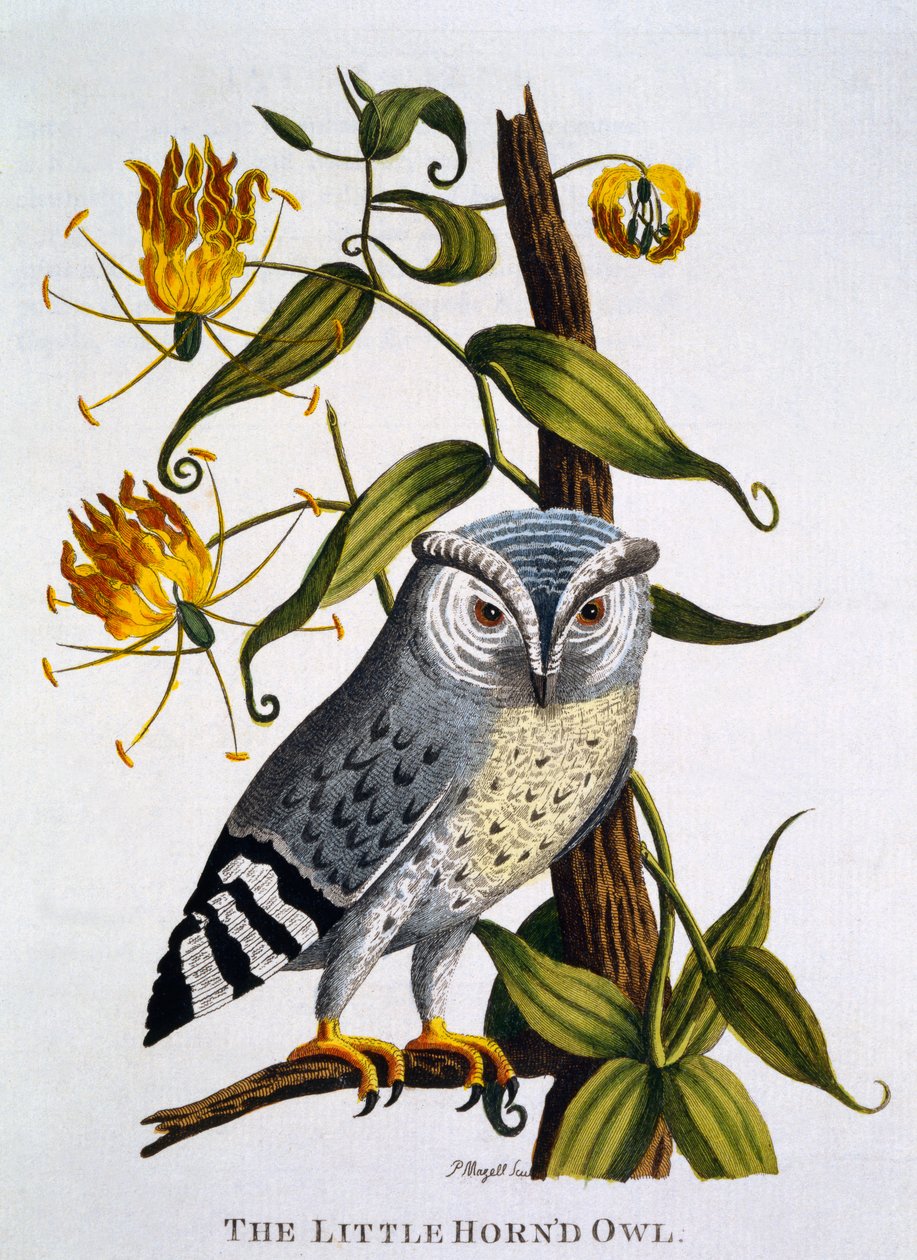 Little Horned Owl, 