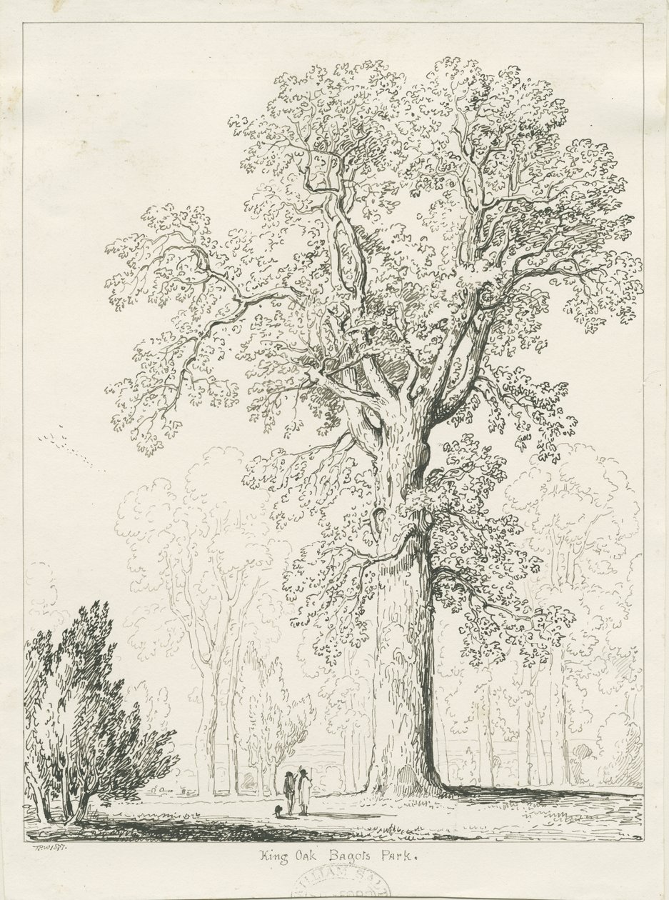 Blithfield - King Oak: kynä- ja mustepiirustus tekijältä Thomas Peploe Wood