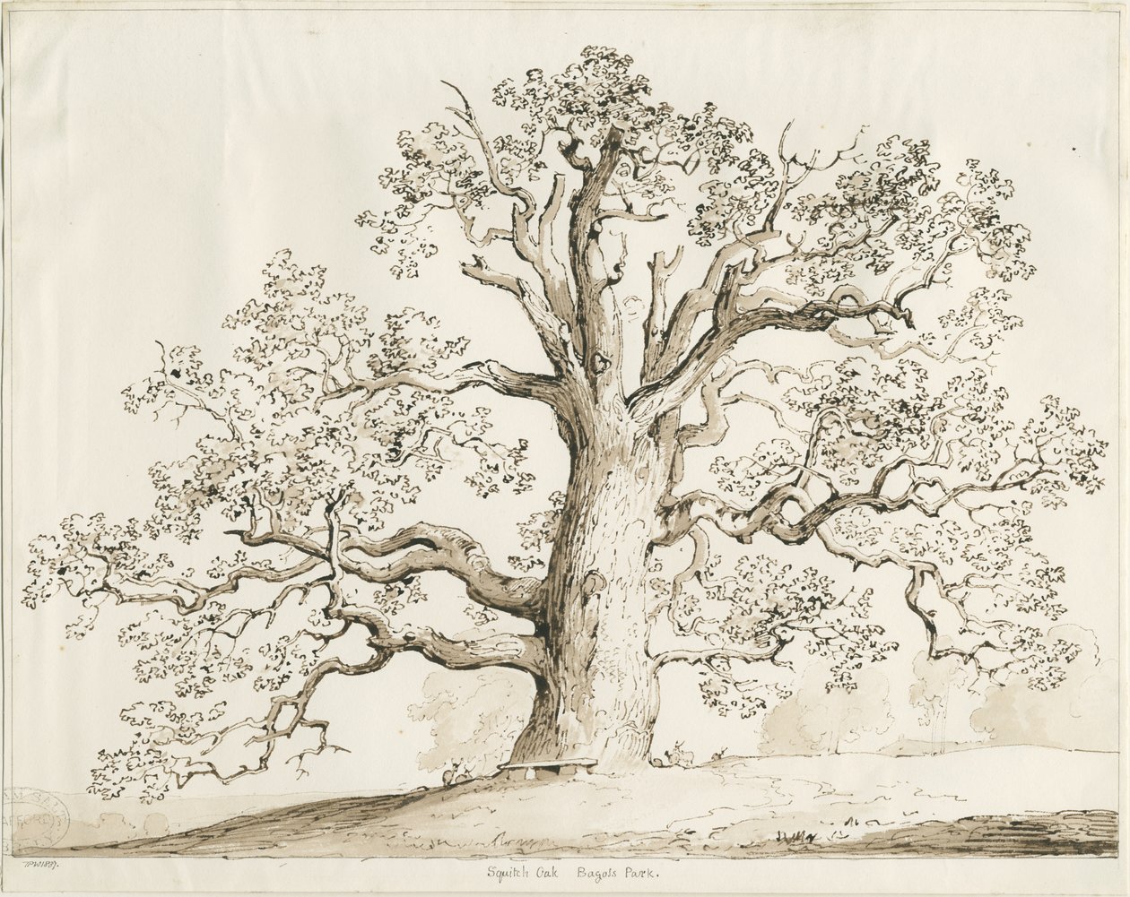 Blithfield - Squitch Oak : kynä ja pesu, 1837 tekijältä Thomas Peploe Wood
