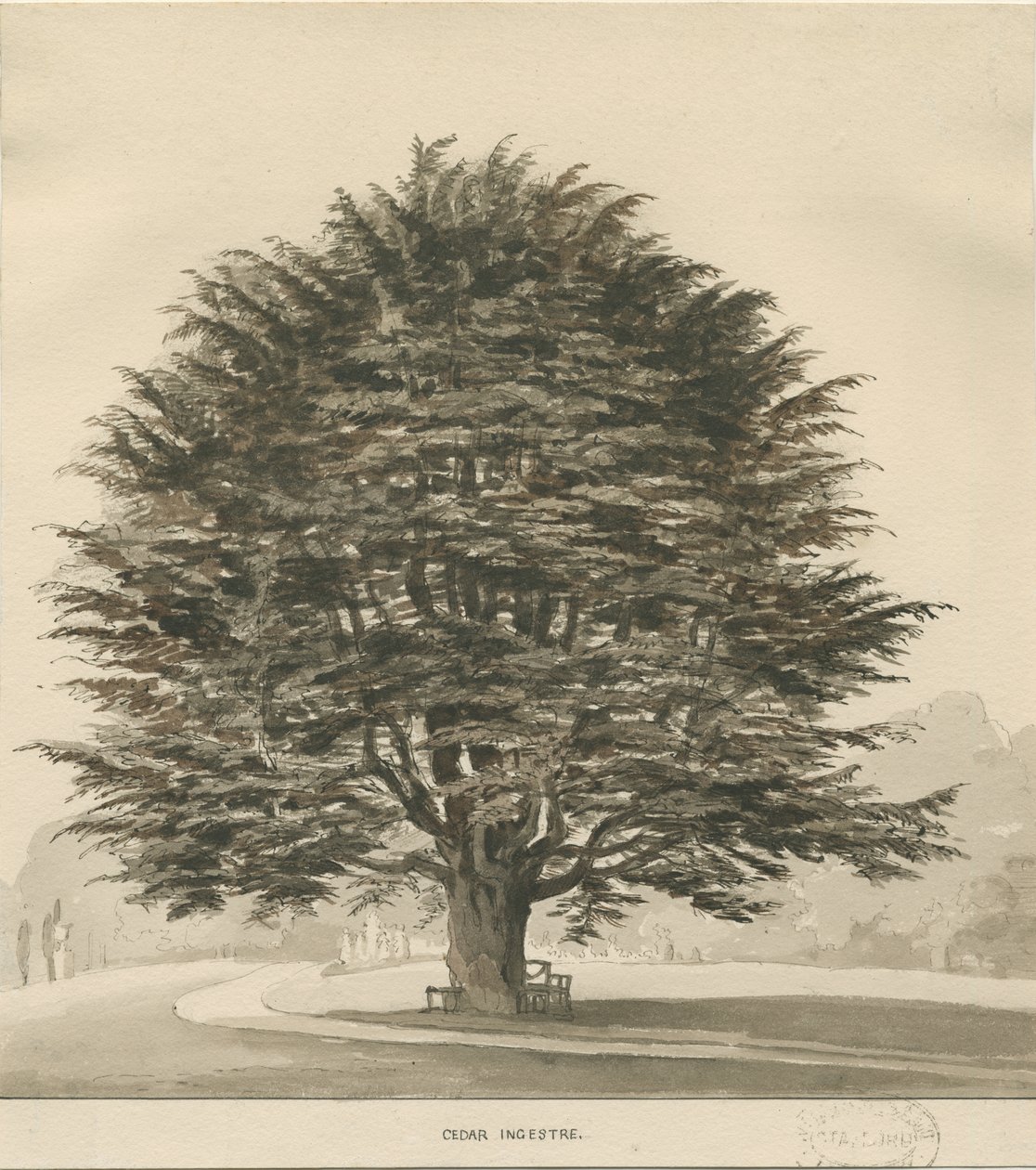 Ingestre - Setripuu: seepiapiirros, nd [?1838] tekijältä Thomas Peploe Wood