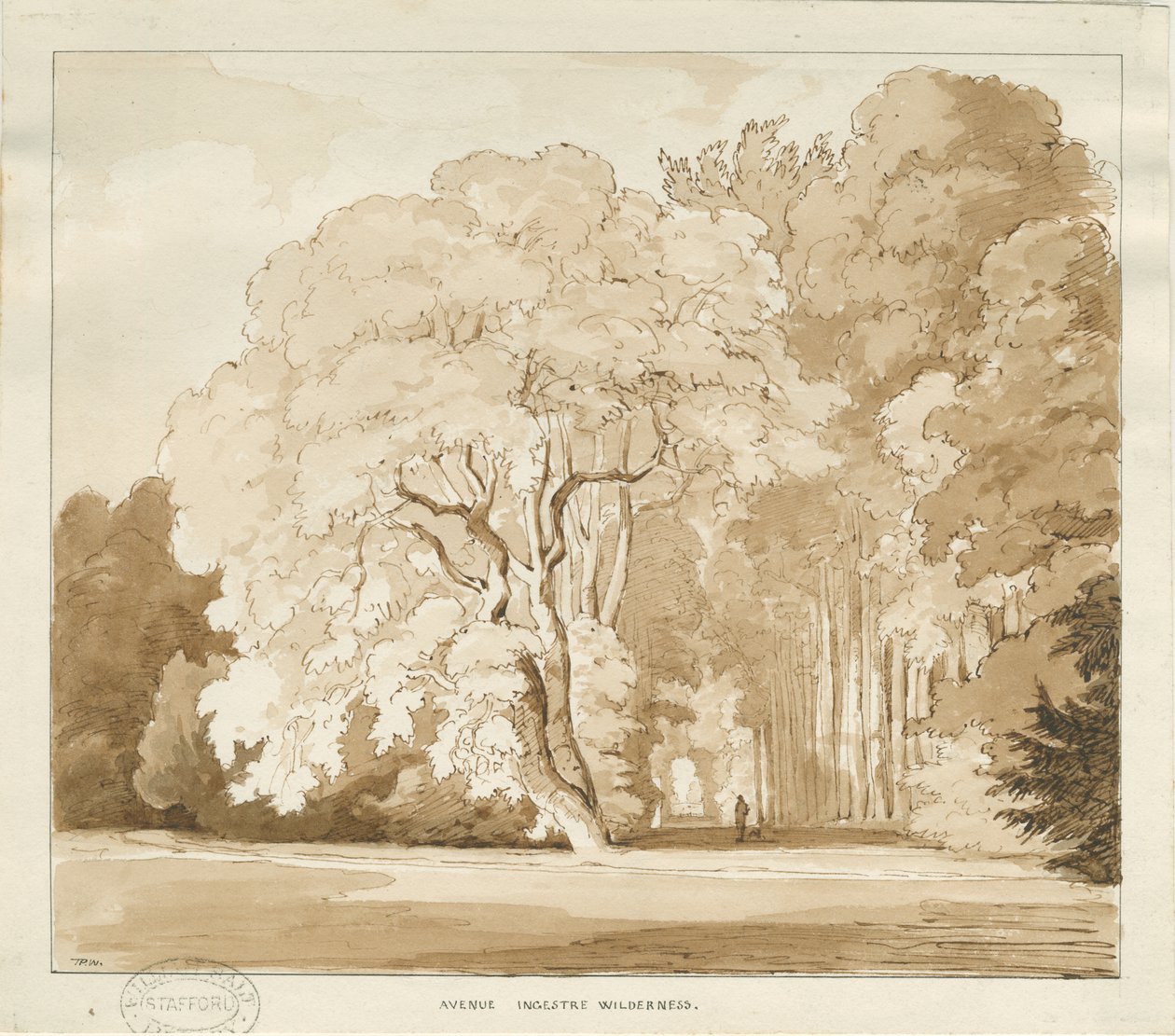 Ingestre - tutkimus puista: seepiapiirros, nd [?1838] (piirustus) tekijältä Thomas Peploe Wood