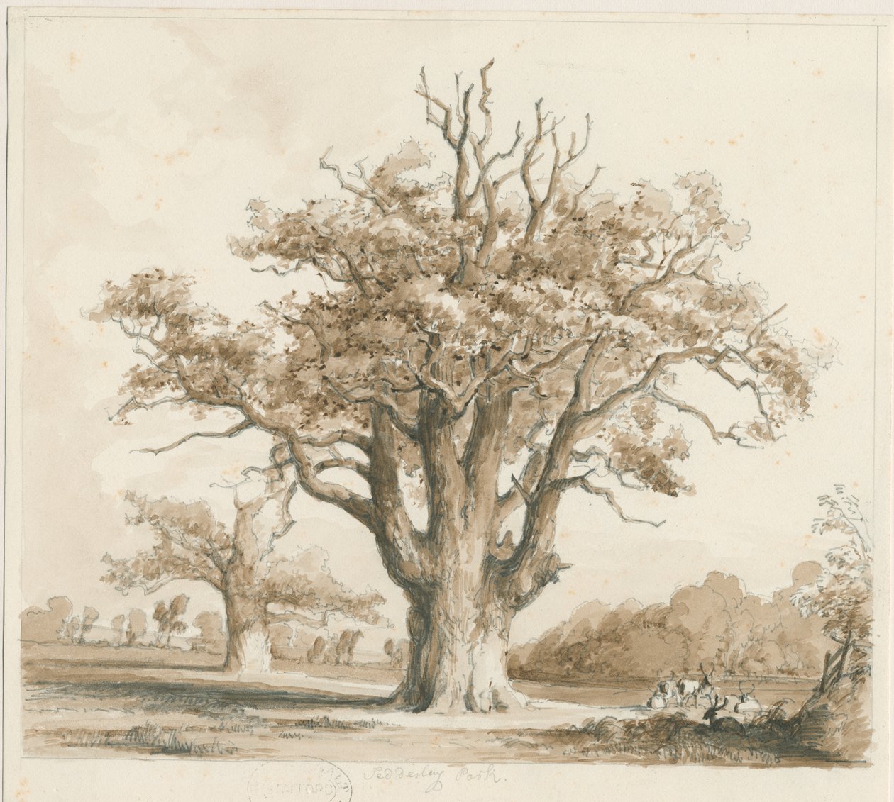 Teddesley Hall - Oak Trees: lyijykynä- ja pesupiirustus, nd [marraskuu 1842] tekijältä Thomas Peploe Wood